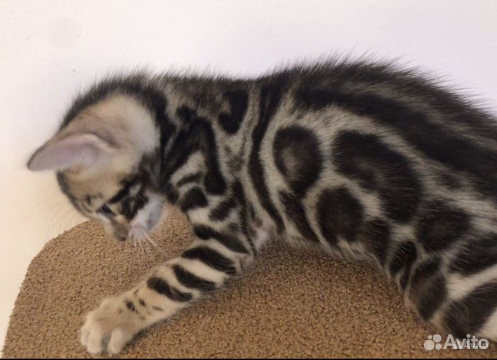 Бенгальская