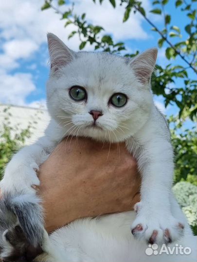 Шикарная шиншилка