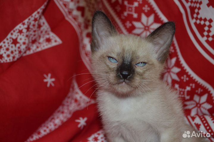 Меконгский бобтейл