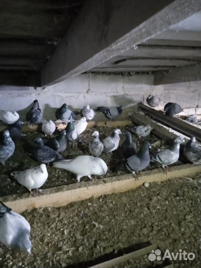 Голуби почтовые