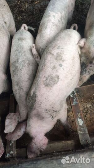 Поросята большая белая