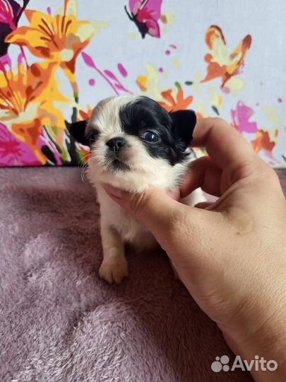 Чихухаа мини