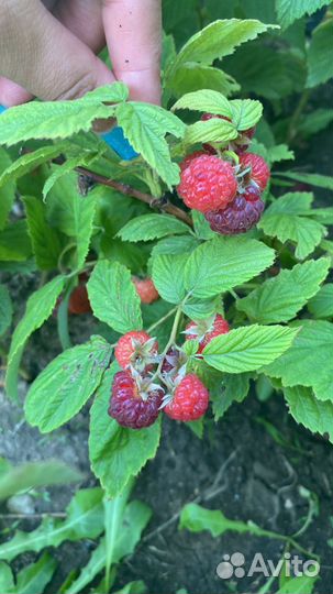 Клубника ремонтантная,Малина,Смородина,Крыжовника