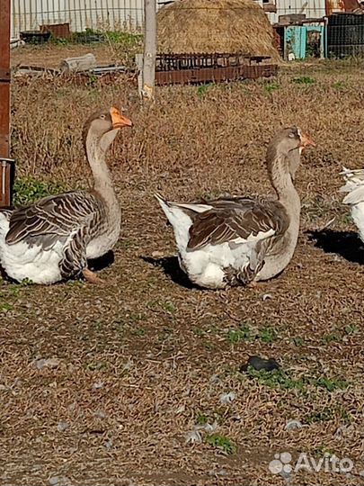 Холмогорские гуси