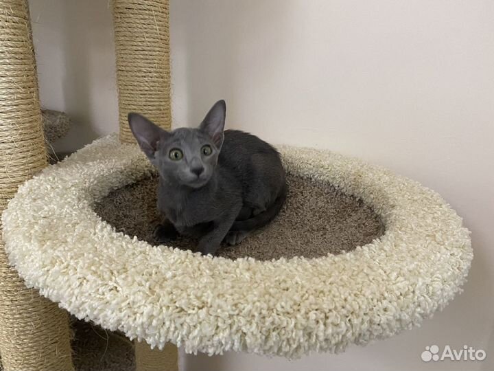 Ориентальная кошека Малифицента