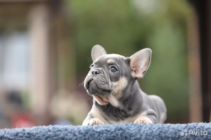 Франзуский бульдог