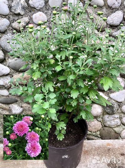 Хризантема мультифлора