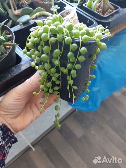 Крестовник Роули, Арбузик Senecio Herreianus