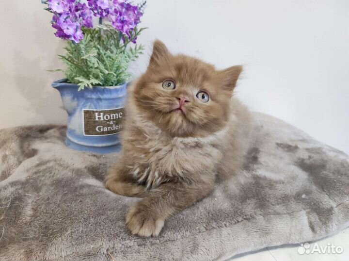 Сладкий пирожок, котик циннамон