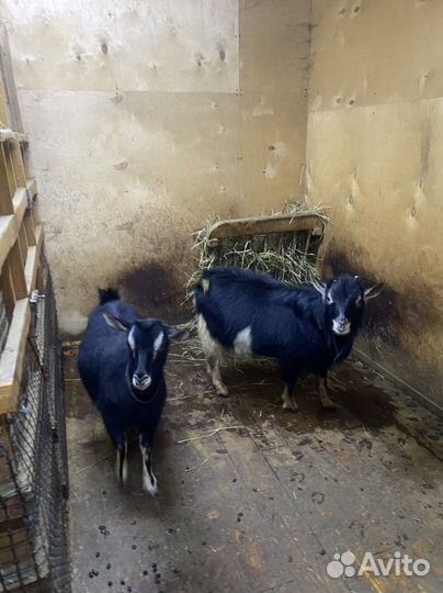 Камерунские козы дойные