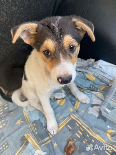 Щенок в добрые руки