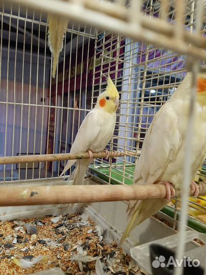 Попугаи и попугайчики в спб