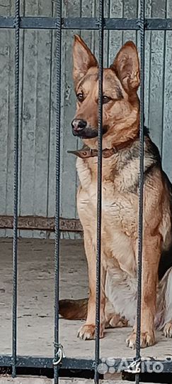 Собака