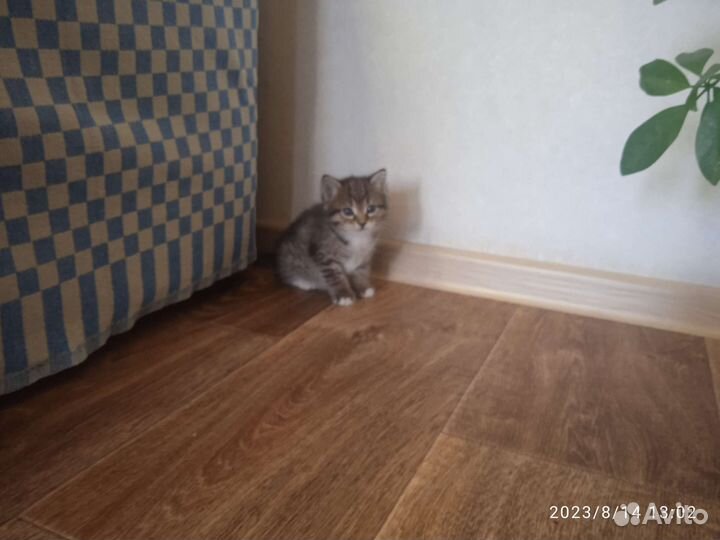 Кошка в дар бесплатно