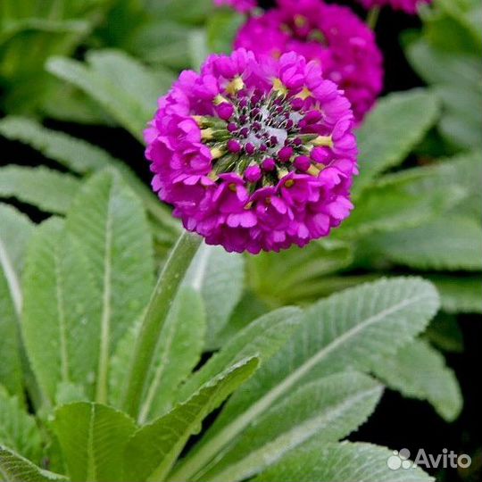 Многолетники для сада