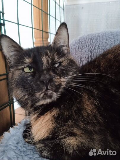 Трёхцветка ласковая кошка с трудной судьбой