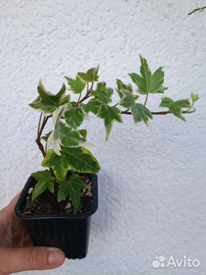 Плющ хедера вариегатный