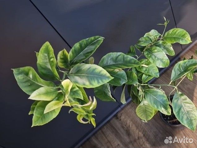 Цитрусы для дома