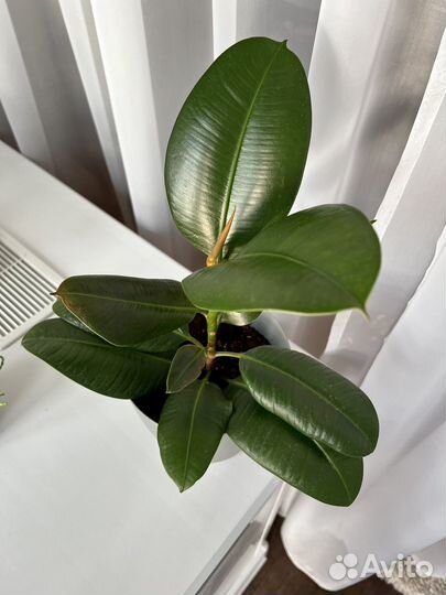 Фикус каучуконосный