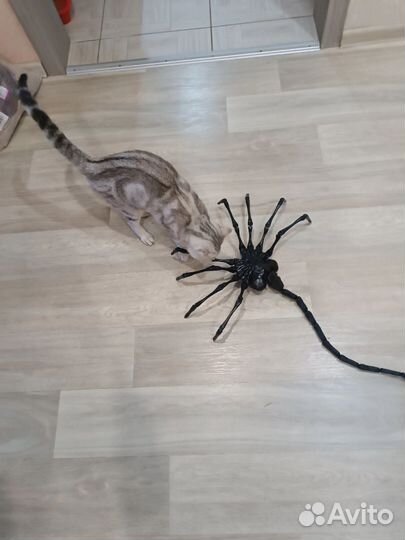 Большой лицехват