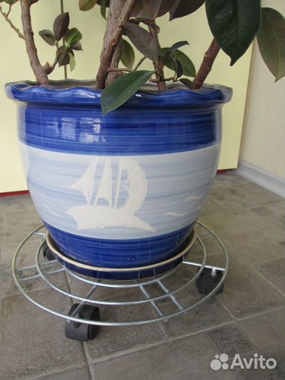 Фикус каучуконосный большой