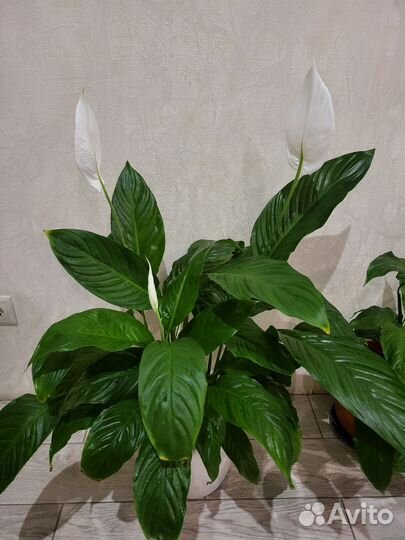 Спатифиллум Шопен