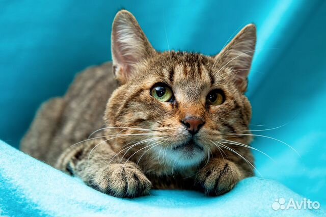 Сурьезный Котик в добрые руки