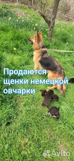 Щенки немецкой овчарки