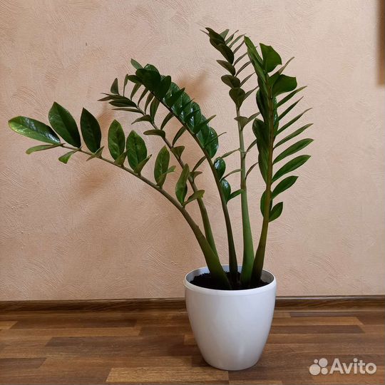 Замиокулькас