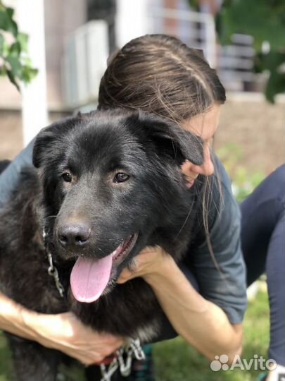 Шикарный пес в добрые руки