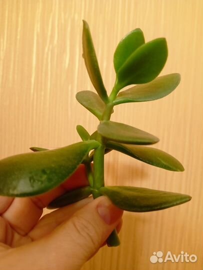 Черенки Крассулы