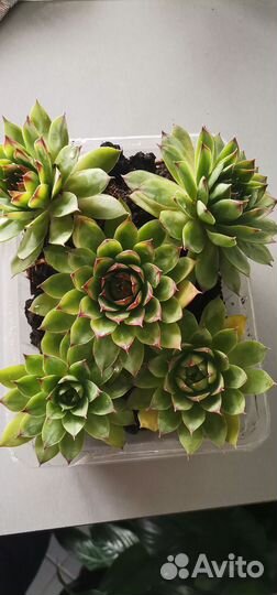 Суккулент каменная роза