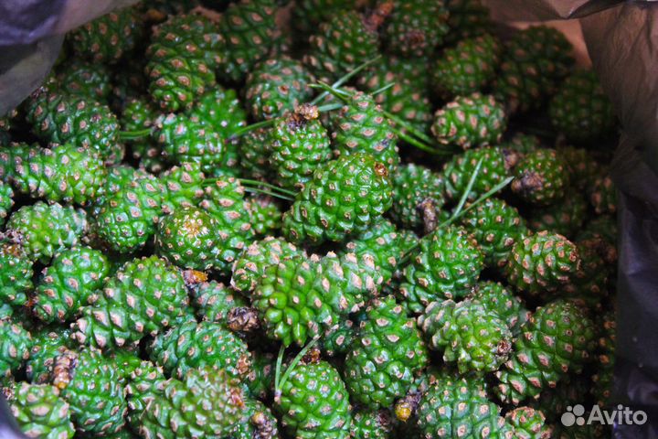 Шишки сосновые