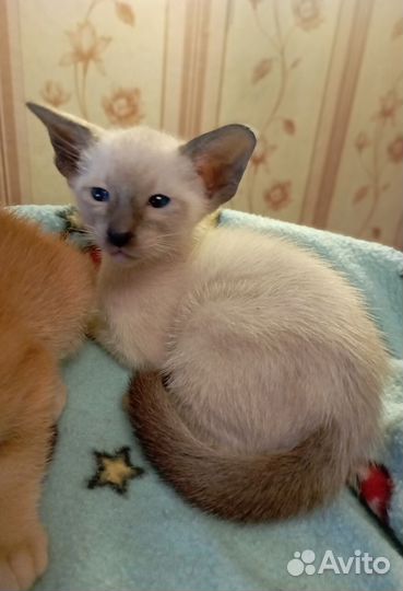 Ориентальные котята