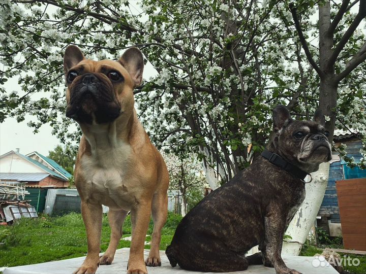 Передержка собак