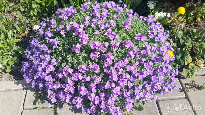 Садовые цветы: обриета, арабис, ясколка