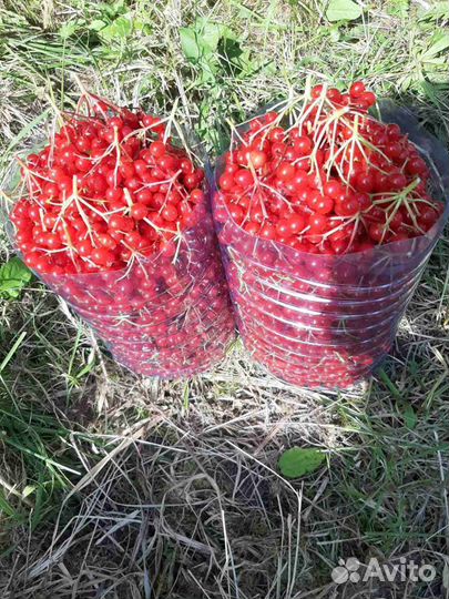 Калина 6литров