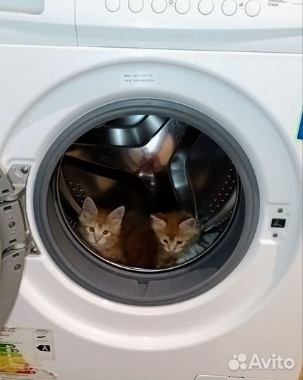 Котята мейн-кун