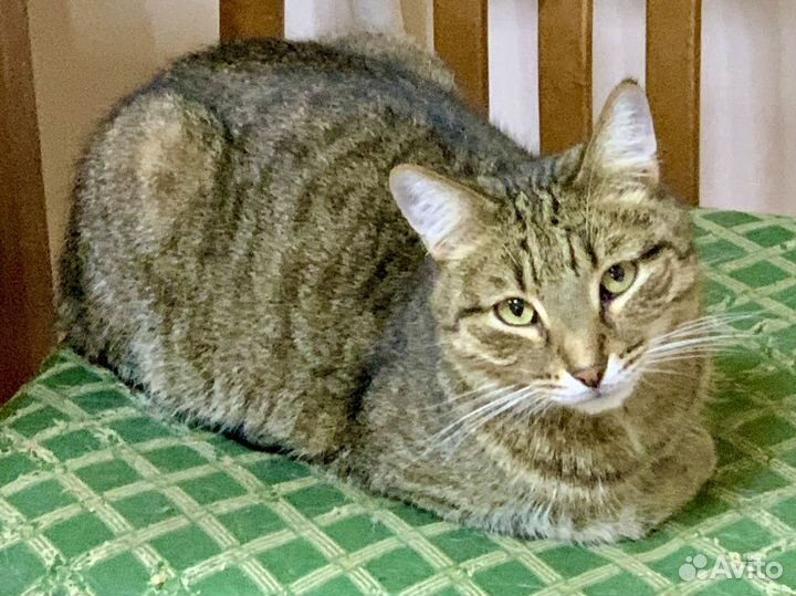 Котик в добрые ручки