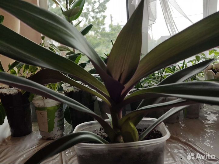 Продам цветы комнатные