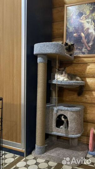 Домик для кошки с когтеточкой новый