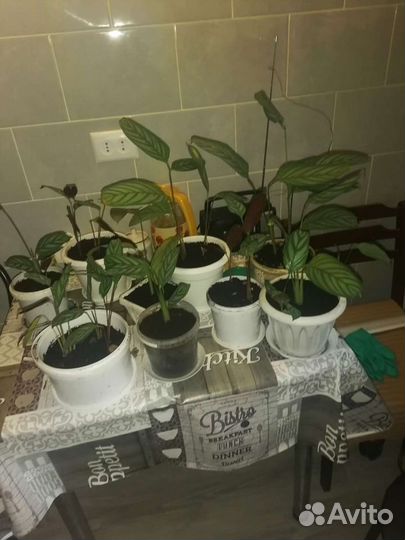 Продам цветы комнатные