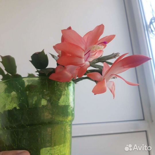 Декабрист белый, красный, розовый, фиолетовый