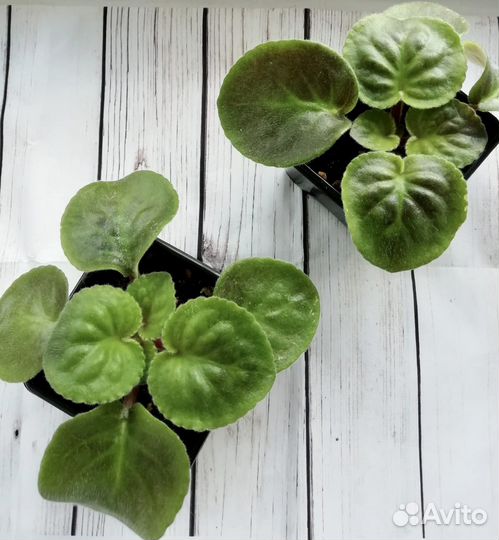 Фиалка сортовая