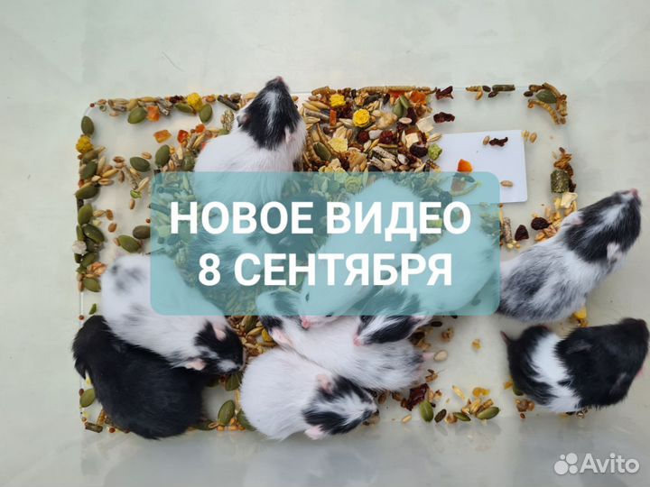 Сирийские хомяки из питомника