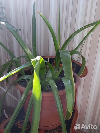 Продам ростки индийского лука