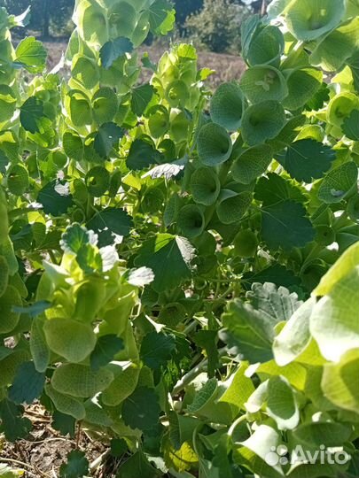 Продажа семян