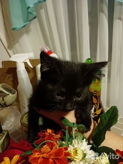 Котята отдам даром