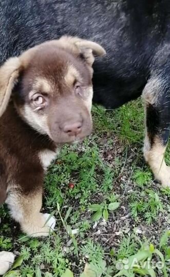 Щеночек в добрые руки