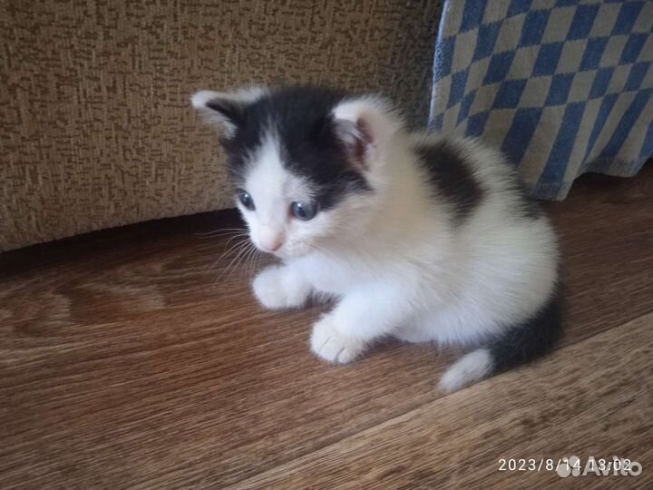 Кошка в дар бесплатно